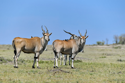 elenantelope in the Masai Mara