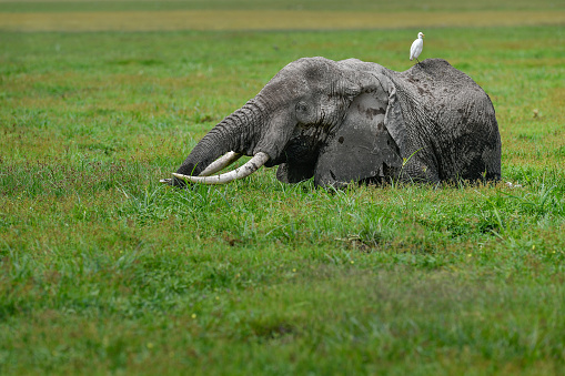 big Elephant in the savannah of Africa