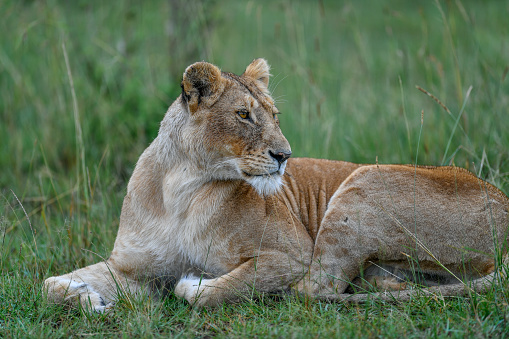 Lion cub relaxing with lioness in the wild. Copy space.