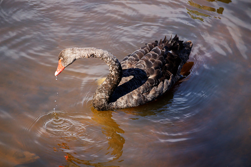 A brown swan with an orange beak in brown water