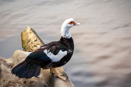 a black and white duck stands by the water's edge on a rock