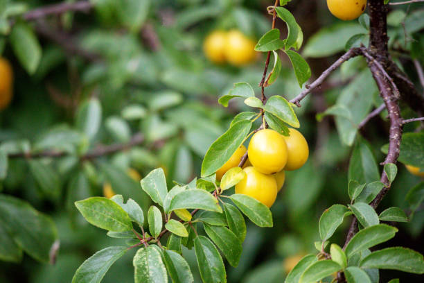 Yellow plum berries strap on green tree leaves