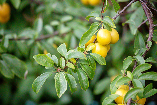 Yellow plum berries strap on green tree leaves