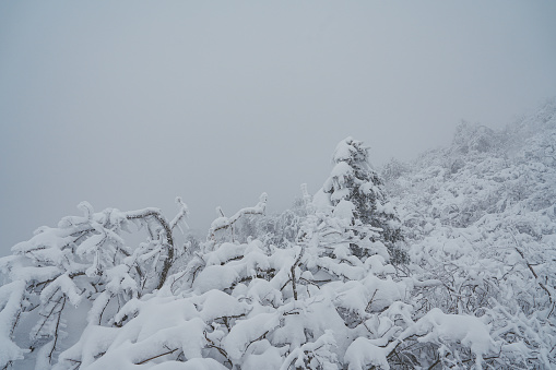 Snowing Tree on Korean mountain