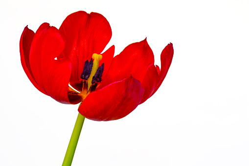 Tulip isolated on white background. Clipping path