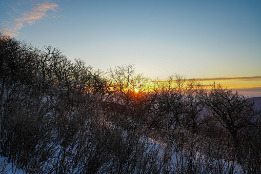 Golden morning sun rises behind ice covered branches of trees in the aftermath of a winter storm