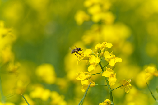 Rapeseed Field and Flying Bee in Background. Beautiful Blooming Scene. Yellow Color