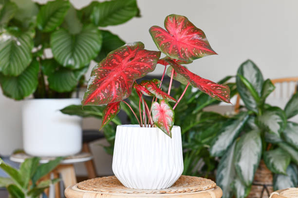istock Bright red colored exotic Caladium Red Flash houseplant 1914165545
