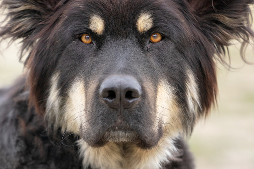 Portrait of large black long haired mutt stray dog, close-up