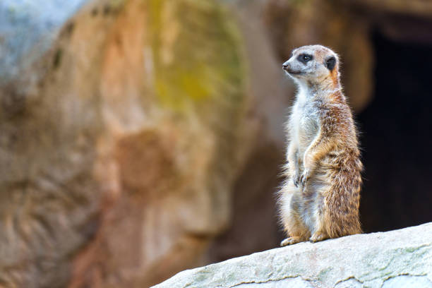 istock Alert Meerkat Stands Tall among Rocks 1914169691