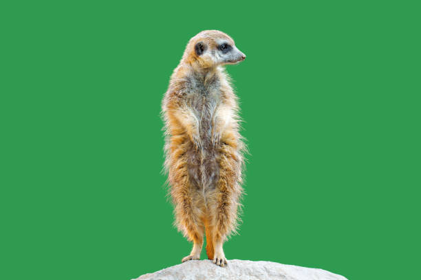 istock Alert Meerkat Isolated on Green Background 1914170207
