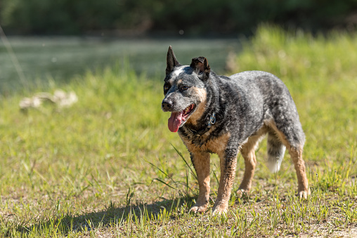 Friendly Obedient old australian cattle dog is posing in front of water.