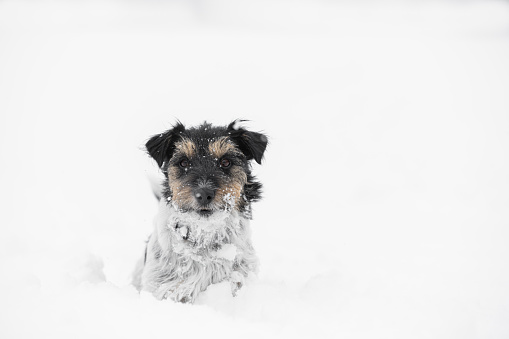 In the winter little rough haired tricolor Jack Russell Terrier dog has fun in snow