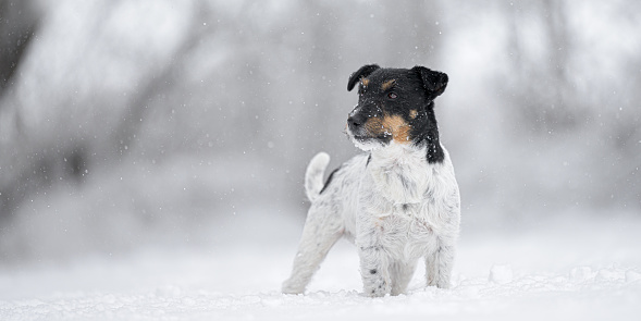 A beautiful Jack Russell Terrier dog ist standing in front of a blurred snowy forest in the season winter