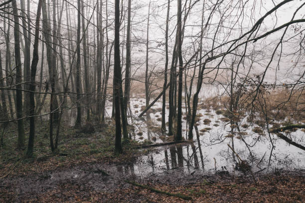 istock Trees in fog and flooding in spring 1914200572