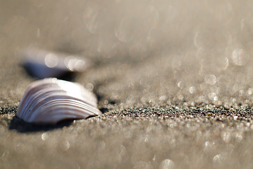 Close-up, top view of colorful seashells in the corner of wavy sand texture with copy space.