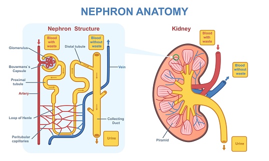 Kidney Nephron Anatomy Vector Concept Stock Illustration - Download ...