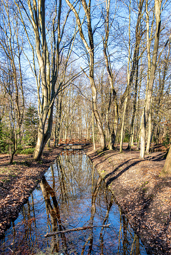 A tranquil stream meandering through a sun-dappled forest, surrounded by lush, verdant trees