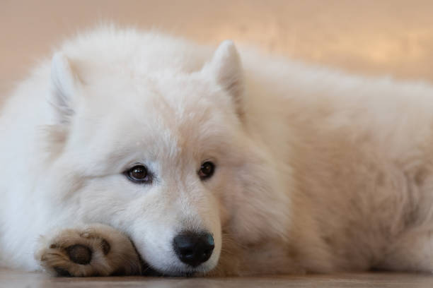 istock White Samoyed dog crouching and looking at focus 1914238523