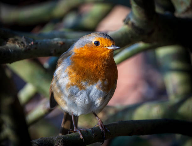 istock British Robin sits on a branch in a tree bathed in sunlight 1914244813