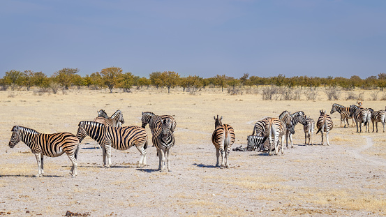 A herd of zebra ( Equus Burchelli), Etosha National Park, Namibia.  Horizontal.