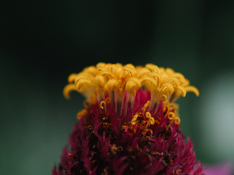 Yellow sunflower with drops of water , close up. Summer and autumn background