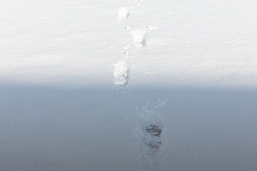 View of trees, bushes and footprints on white snow outdoors