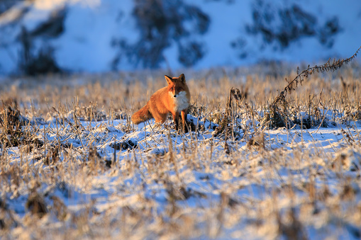 Red fox in the winter snow with blue background and warm morning light