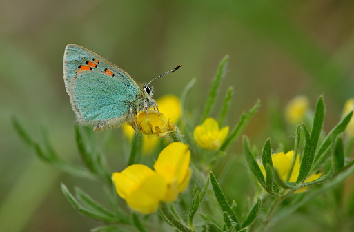 blue diamond on the flower