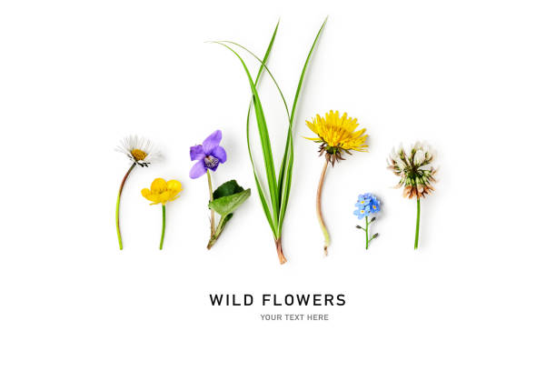 Meadow flowers and grass creative layout isolated on white background