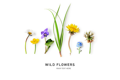 Meadow wild flower creative layout. Daisy, dandelion, violet viola, buttercup, clover flowers, grass isolated on white background. Design element. Springtime and summer nature. Flat lay, top view