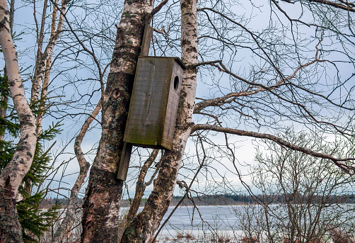 Log house for common goldeneye or Bucephala clangula on birch trunk near the shoreline of the reservoir. Nest box to facilitate the nesting of ducks on the flooded shore of forest lake.