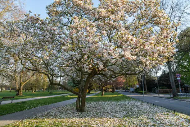 blooming magnolia tree in hamburg alsterpark