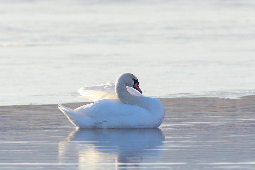 beautiful mute swan floating on water on a winter day (Cygnus olor)