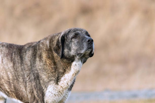 istock portrait of a kangal shepherd dog 1914334618