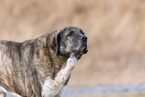 portrait of a kangal shepherd dog over out of focus background