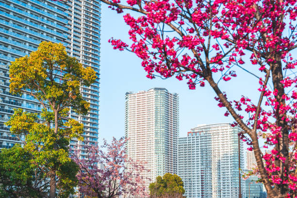 Tokyo skyscrapers and cherry blossoms