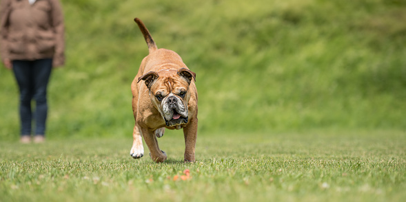 Fun and enjoy sport training with a Continental bulldog. Owner and dog in the park while working.