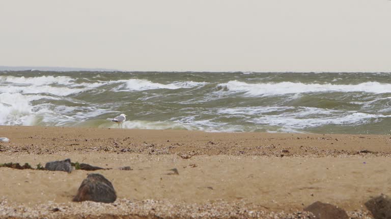 Tempestuous waves crash on sandy shore, storm brews over ocean, seagull braves windy beach scene. Dramatic coastal weather captured for natural phenomena, climate change studies, documentary film.