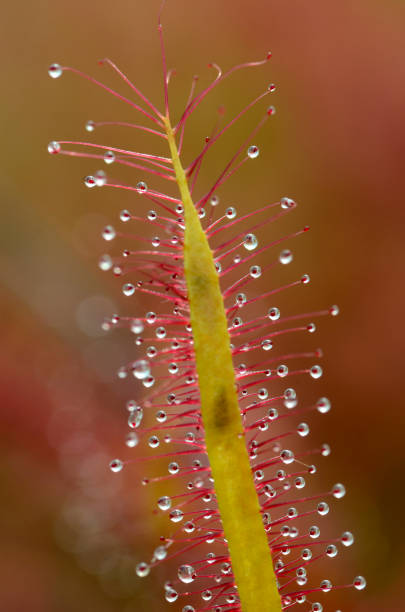 istock Leaves of a sundew (Drosera capensis Red). Image with selective blur 1914352645