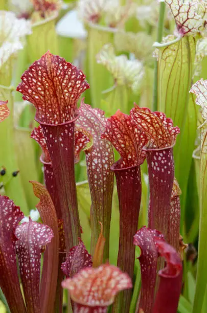 Detail of the trumpet pitcher Sarracenia Ladies in Waiting