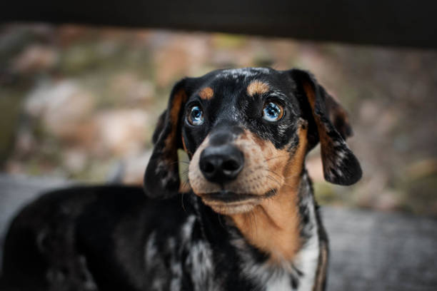 istock Portrait of a dachshund 1914360396