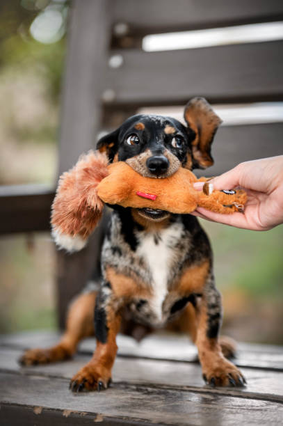 istock funny blue merle dachshund puppy 1914360629