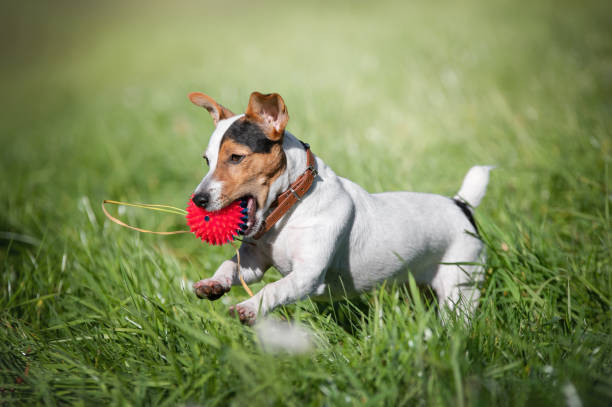 istock Young Jack Russell Terrier on the grass. 1914361449