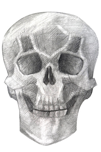 Skull hand drawn in pencil drawing. Human skull isolated on white in perspective, human anatomy - bones of the head.