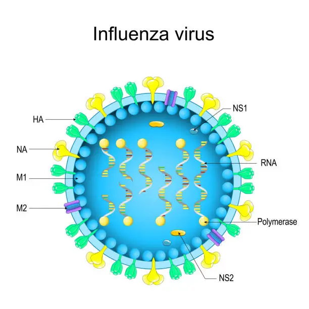 Vector illustration of Structure of Influenza virus. Close-up of a Virion anatomy.