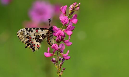 Zerynthia cerisyi on the flower