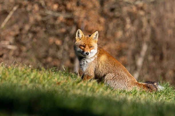 istock The winter of the red fox 1914396054