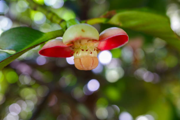 istock The flowers mangosteen fruit 1914398608