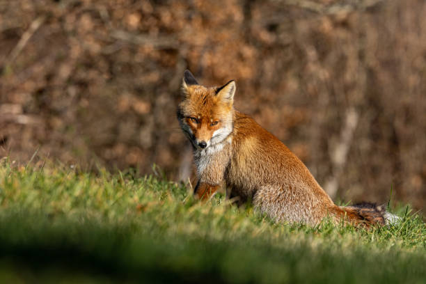 istock The winter of the red fox 1914403227